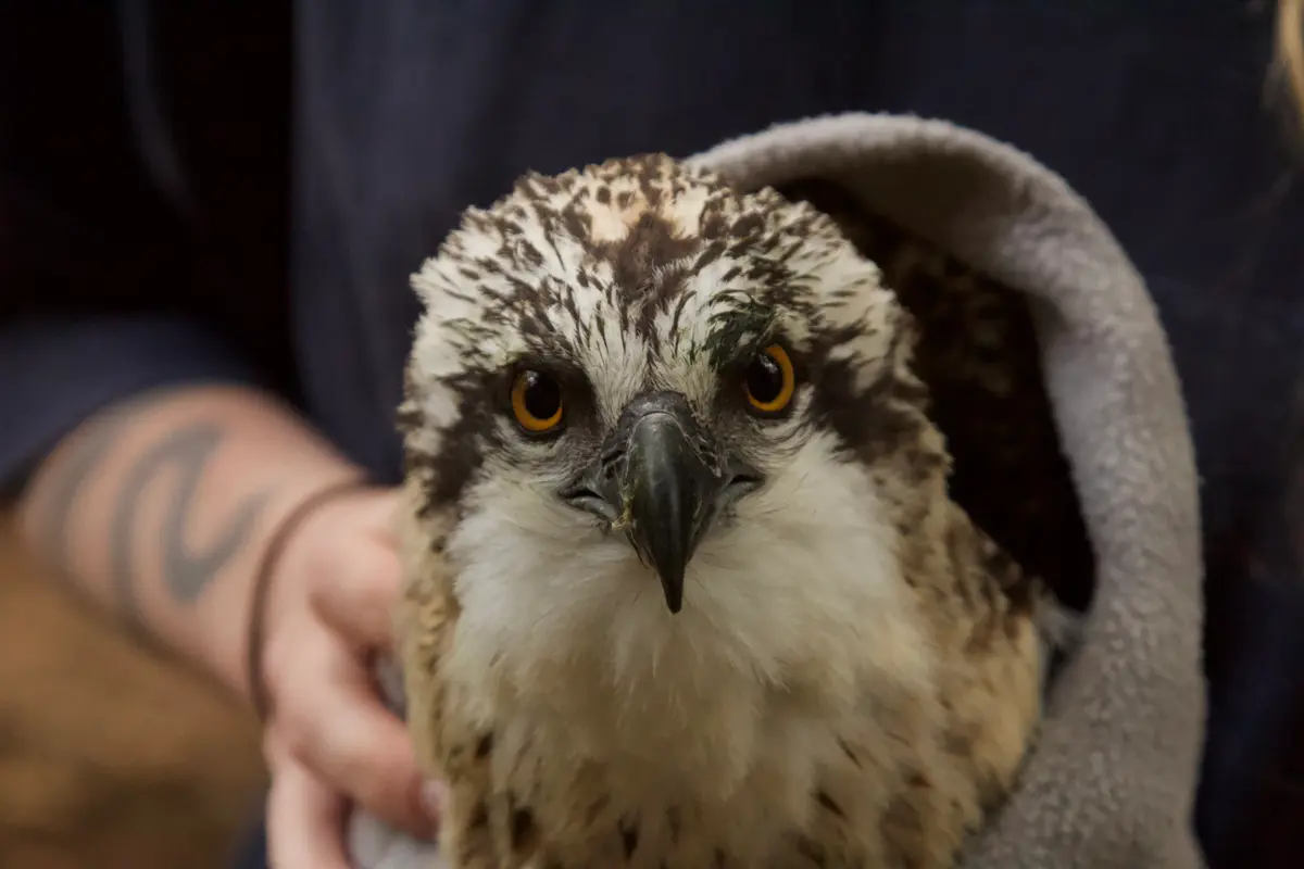 Native Wildlife in Rehabilitation